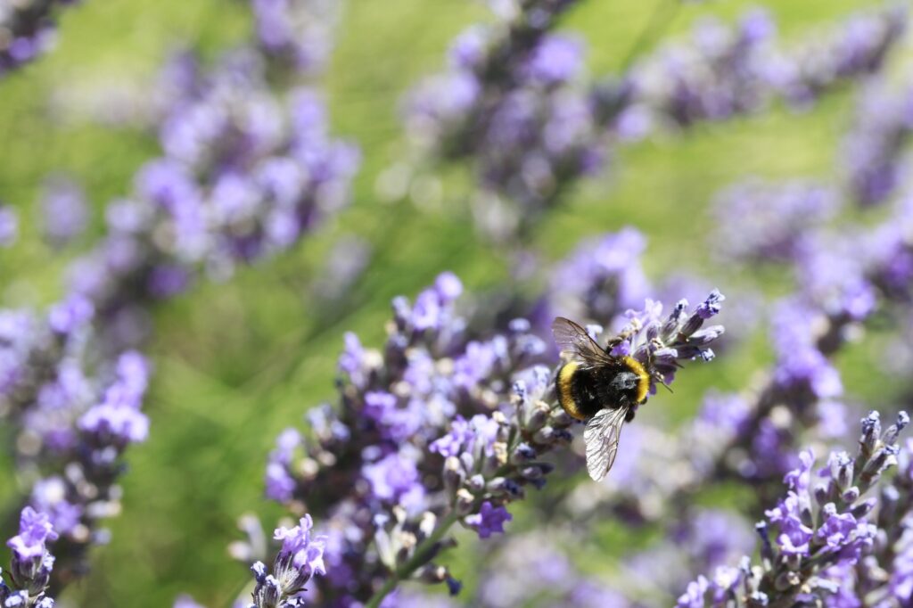 Les abeilles du donjon de Montrichard