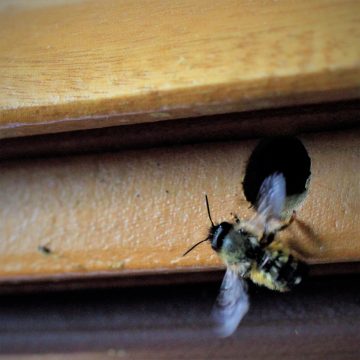 Les abeilles du donjon de Montrichard