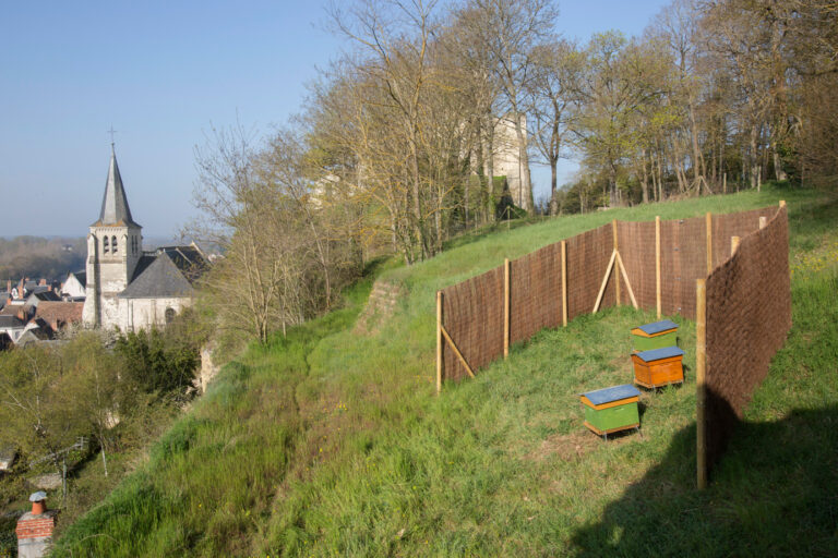 Les ruches et abeilles près du donjon de Montrichard